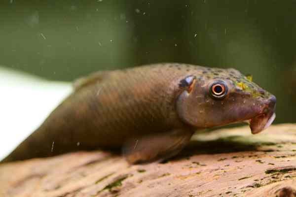 Algae Eater - Chinese picture - Cellphone pictures